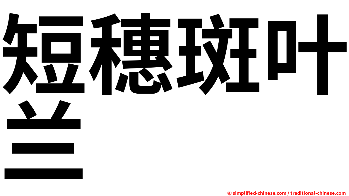 短穗斑叶兰