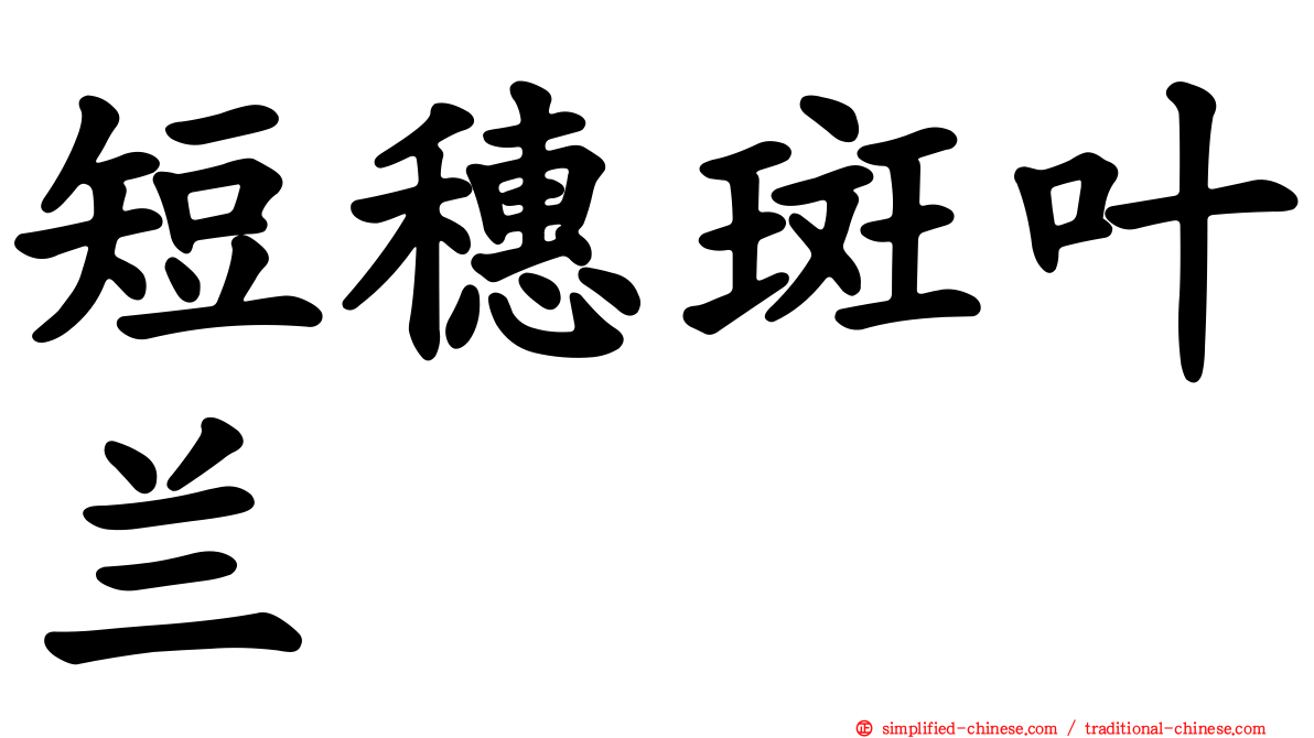 短穗斑叶兰