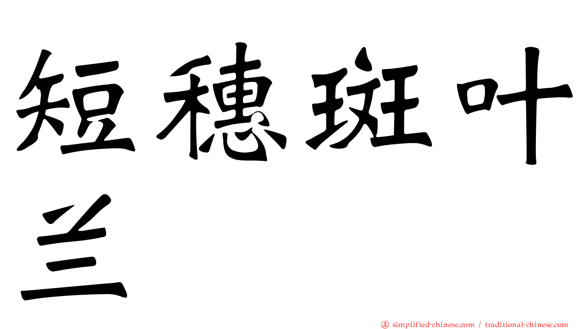 短穗斑叶兰