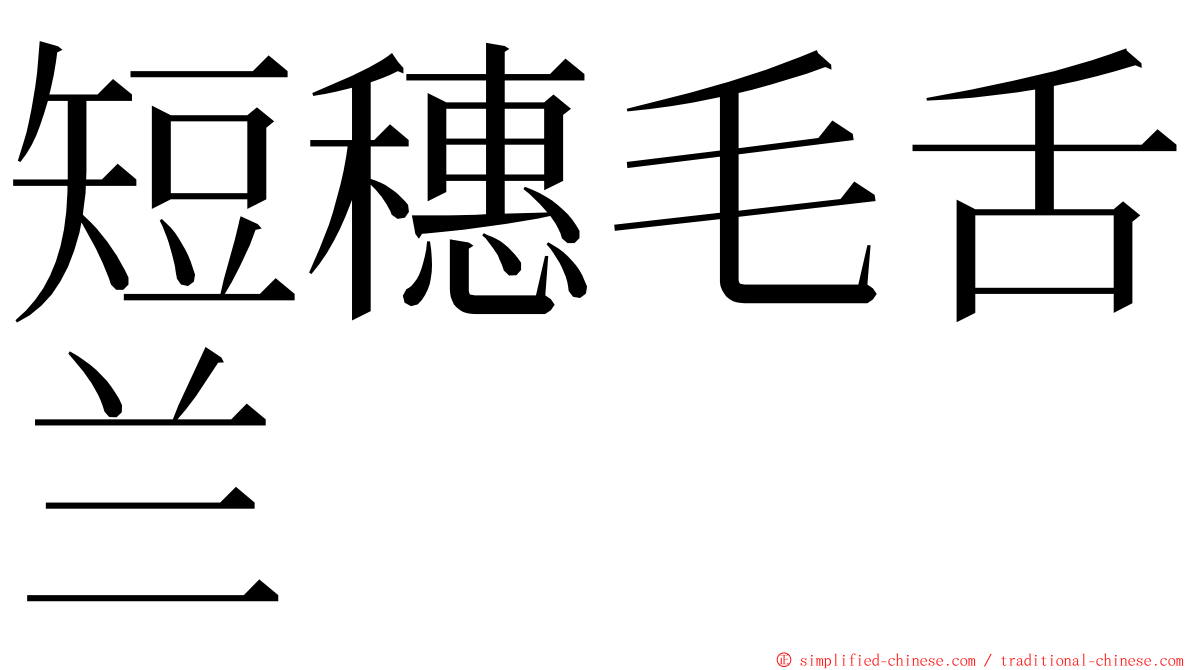 短穗毛舌兰 ming font