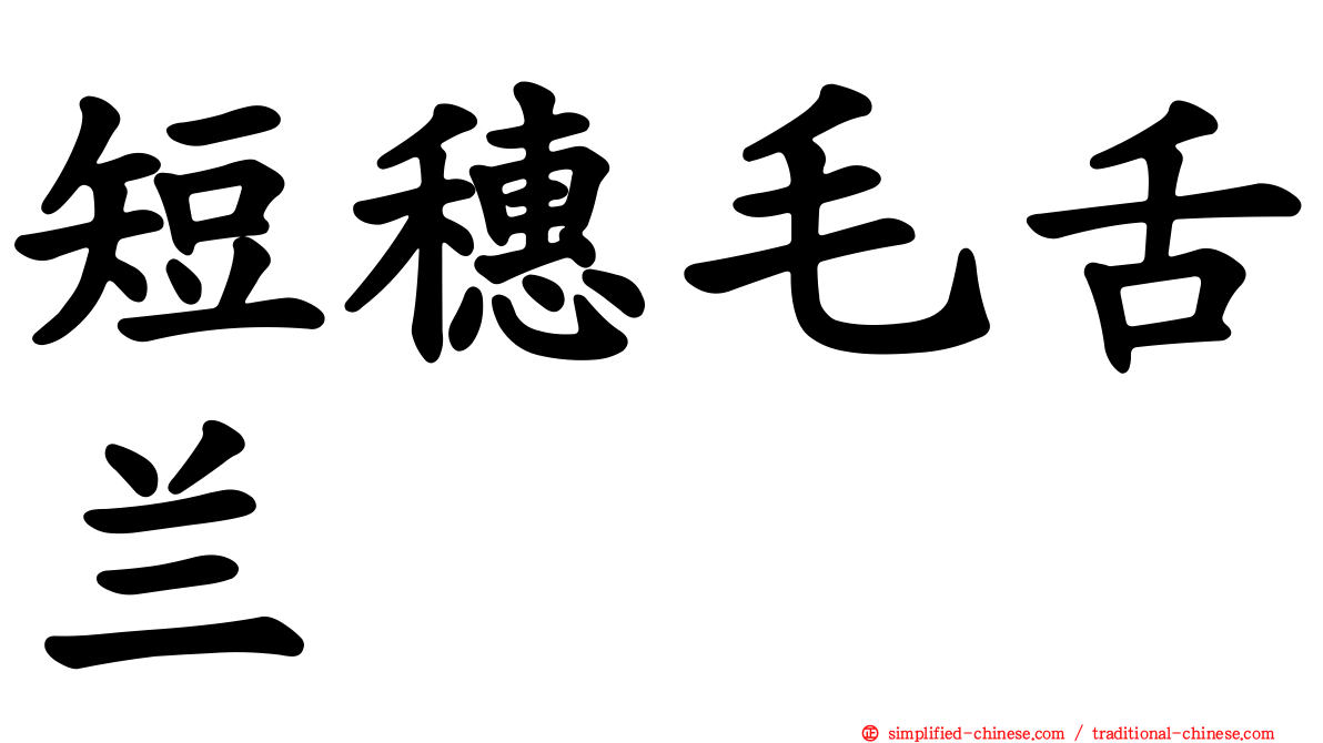 短穗毛舌兰