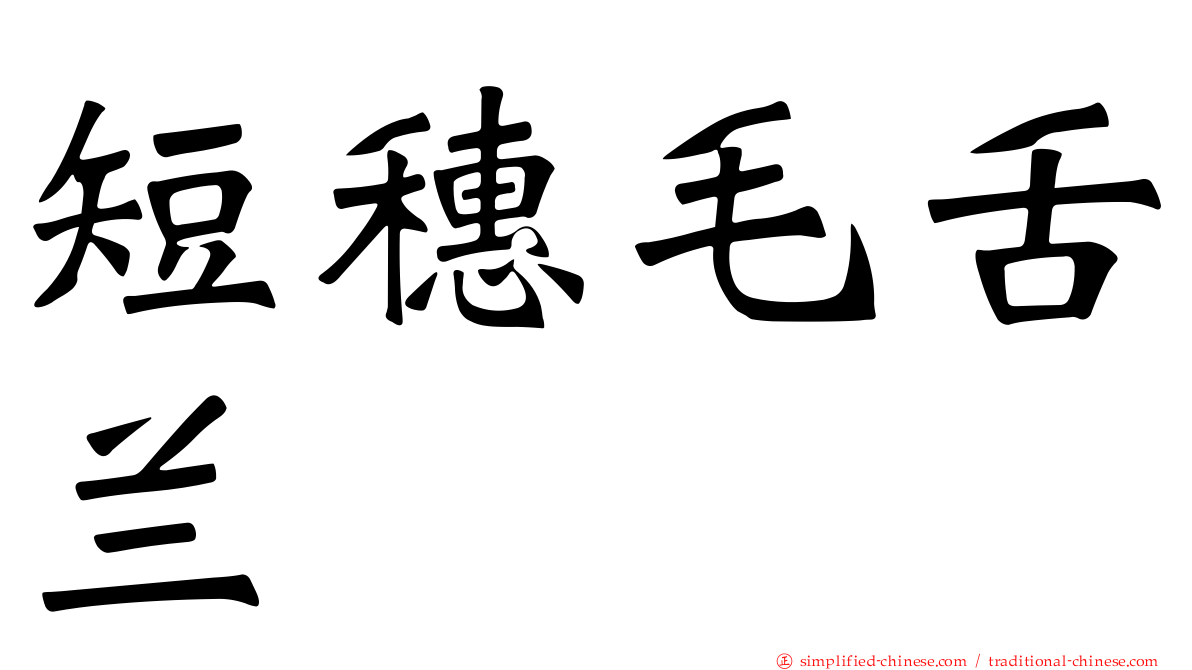 短穗毛舌兰