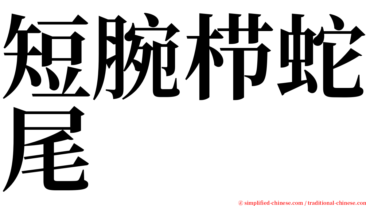 短腕栉蛇尾 serif font