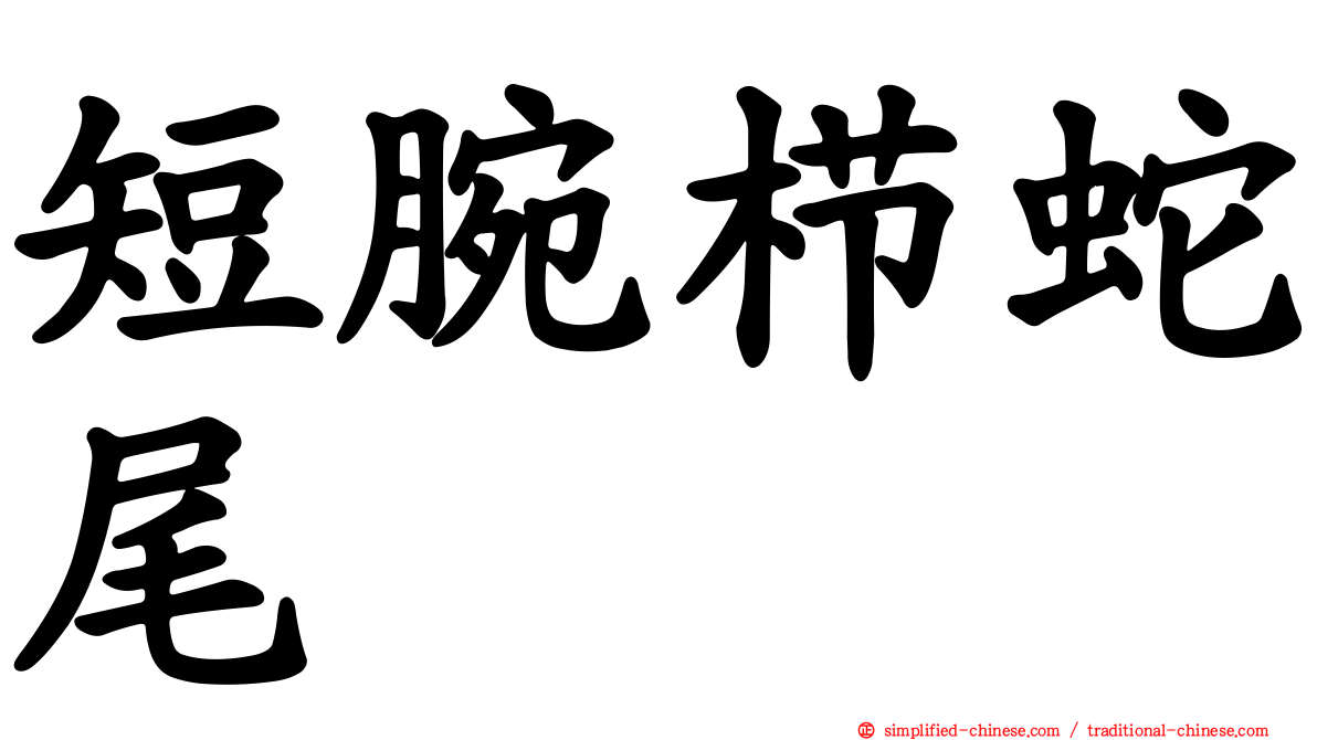 短腕栉蛇尾