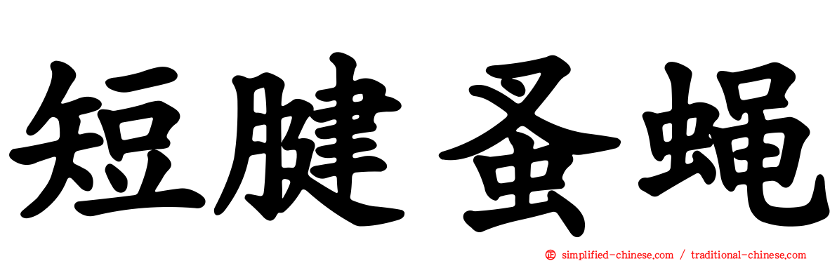 短腱蚤蝇