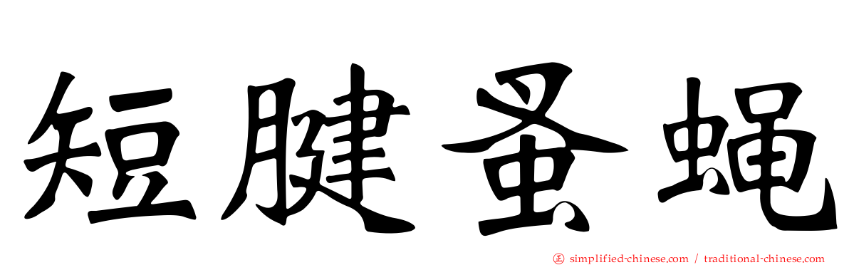短腱蚤蝇