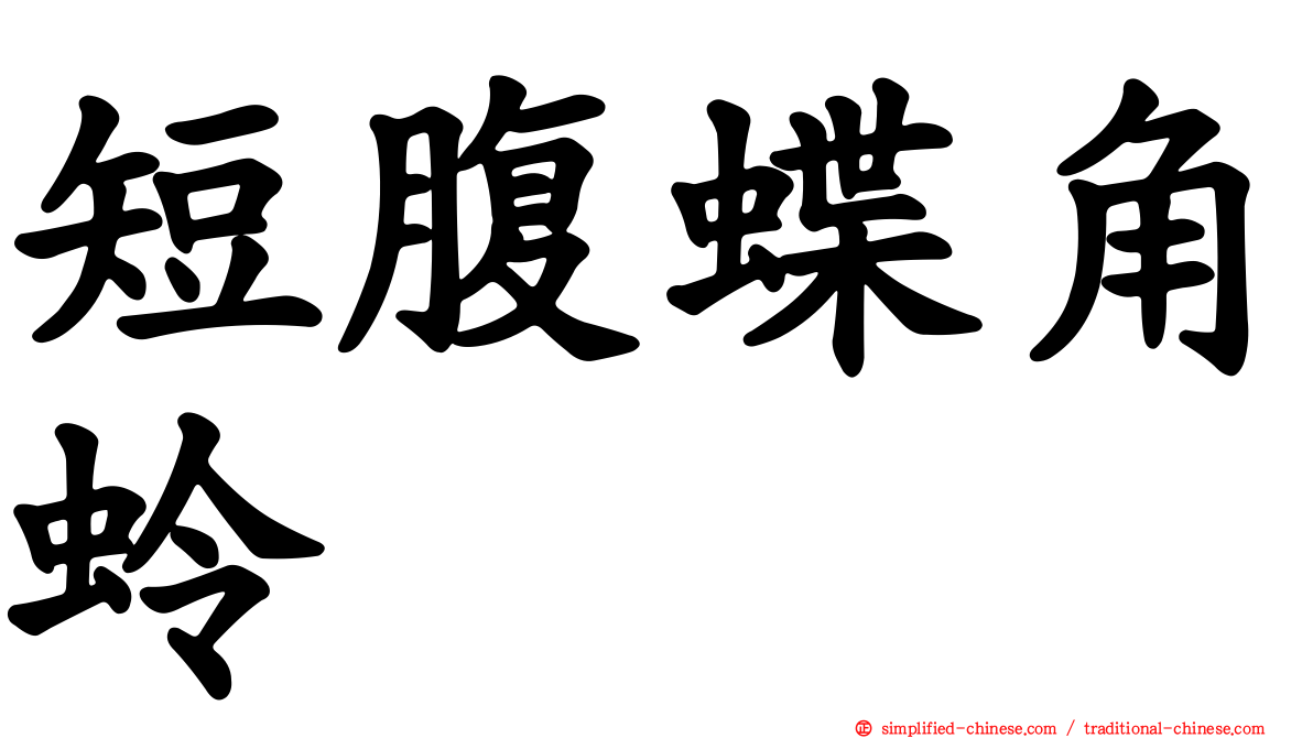 短腹蝶角蛉