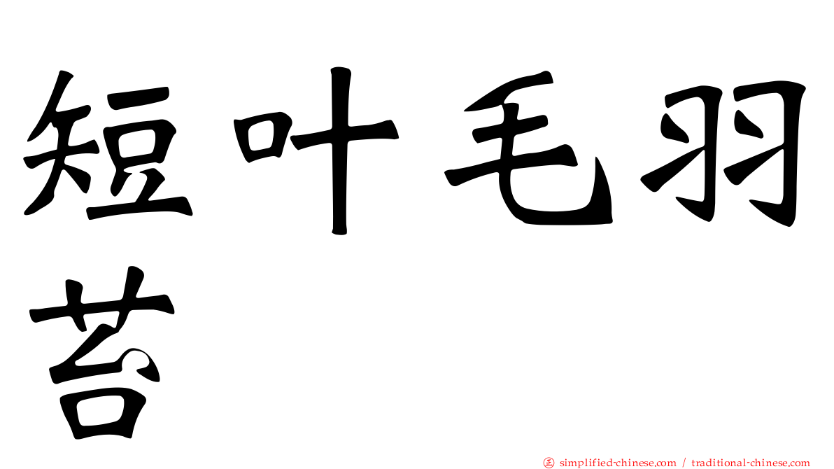 短叶毛羽苔