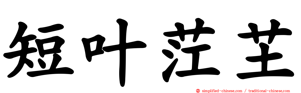 短叶茳芏
