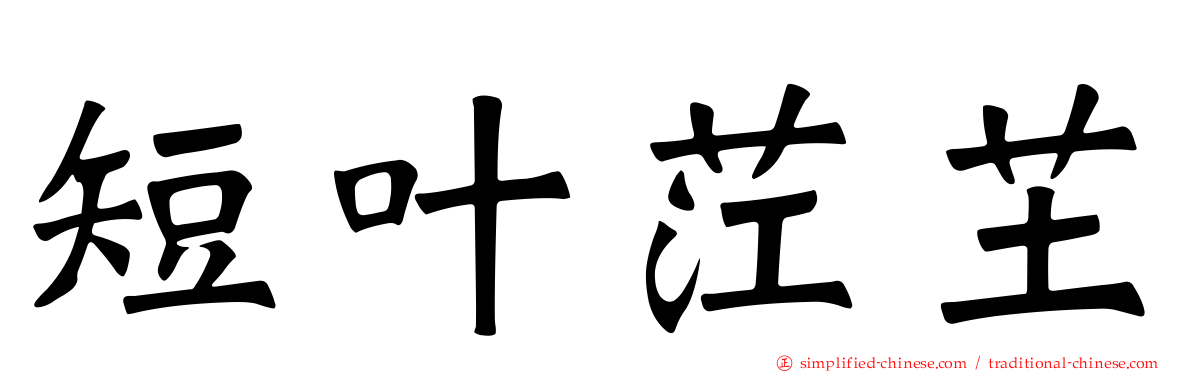 短叶茳芏