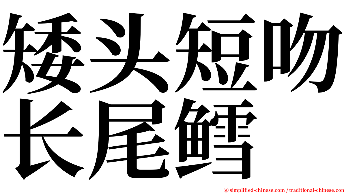 矮头短吻长尾鳕 serif font