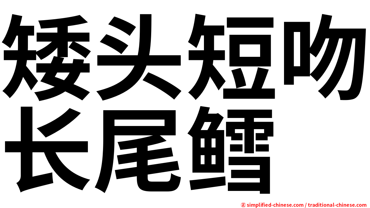 矮头短吻长尾鳕
