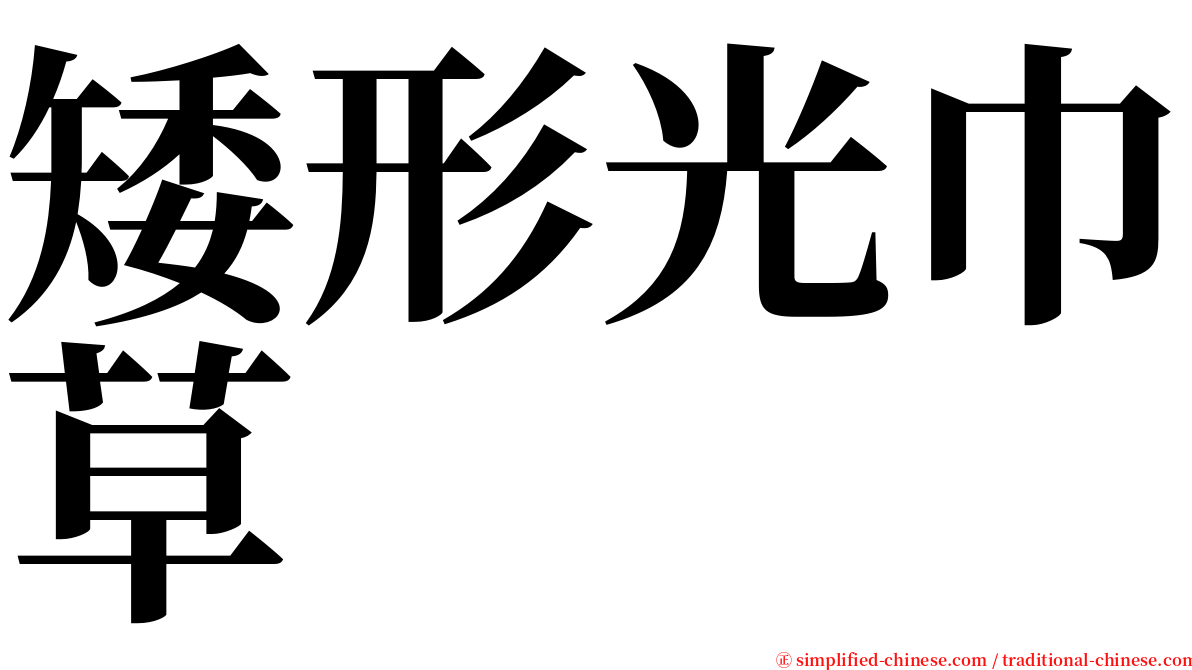 矮形光巾草 serif font