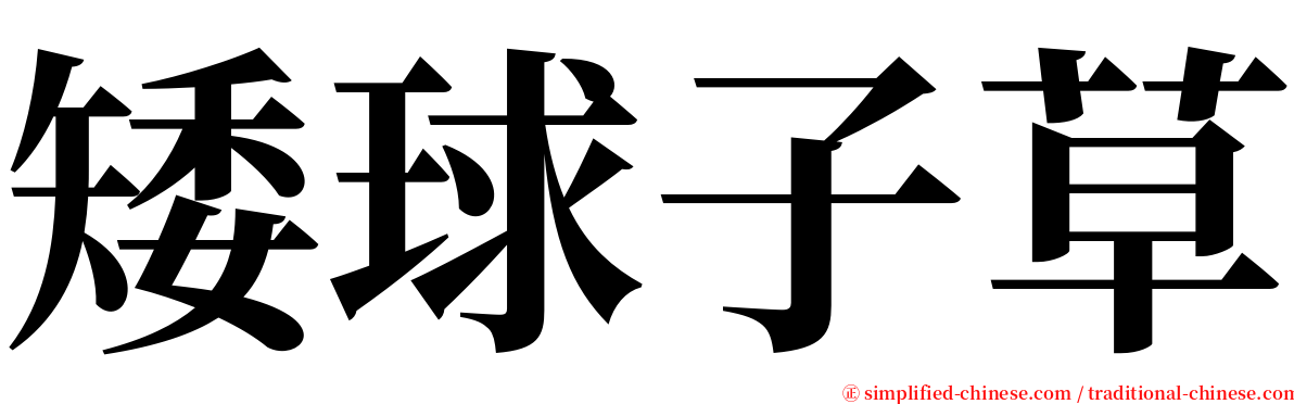 矮球子草 serif font