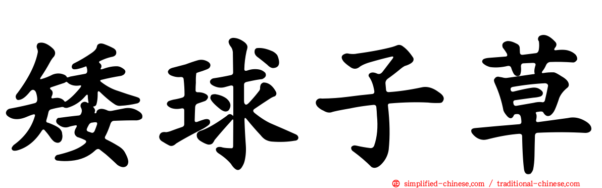 矮球子草