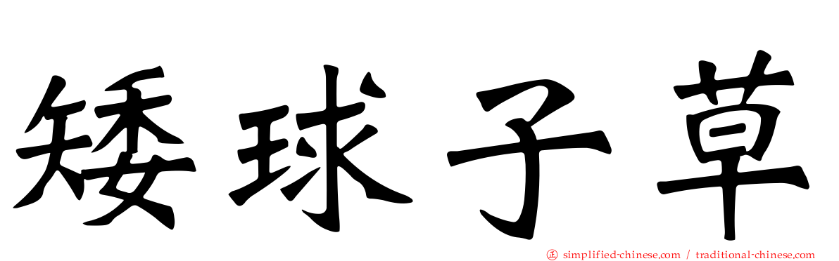 矮球子草
