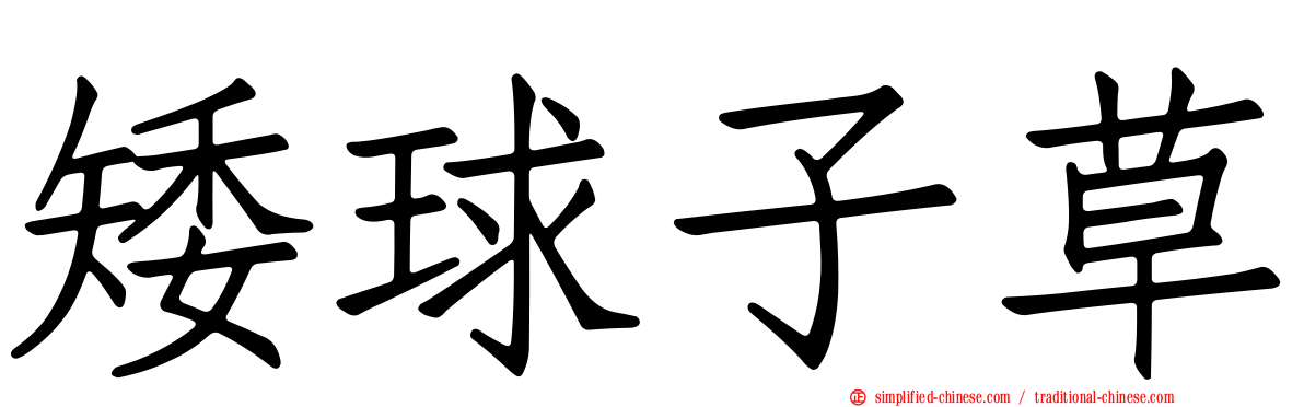 矮球子草
