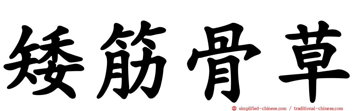 矮筋骨草