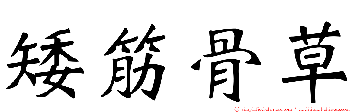 矮筋骨草