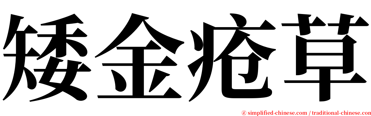 矮金疮草 serif font