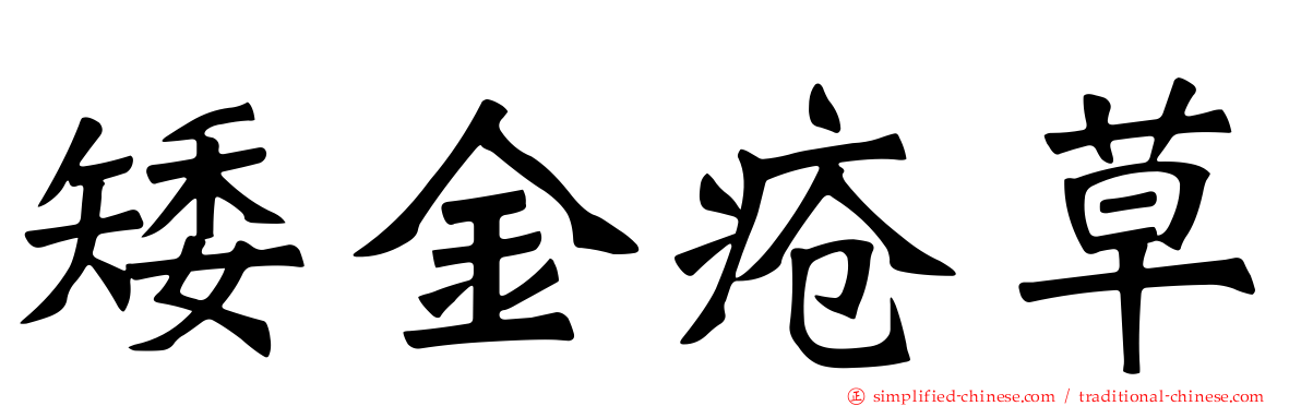 矮金疮草