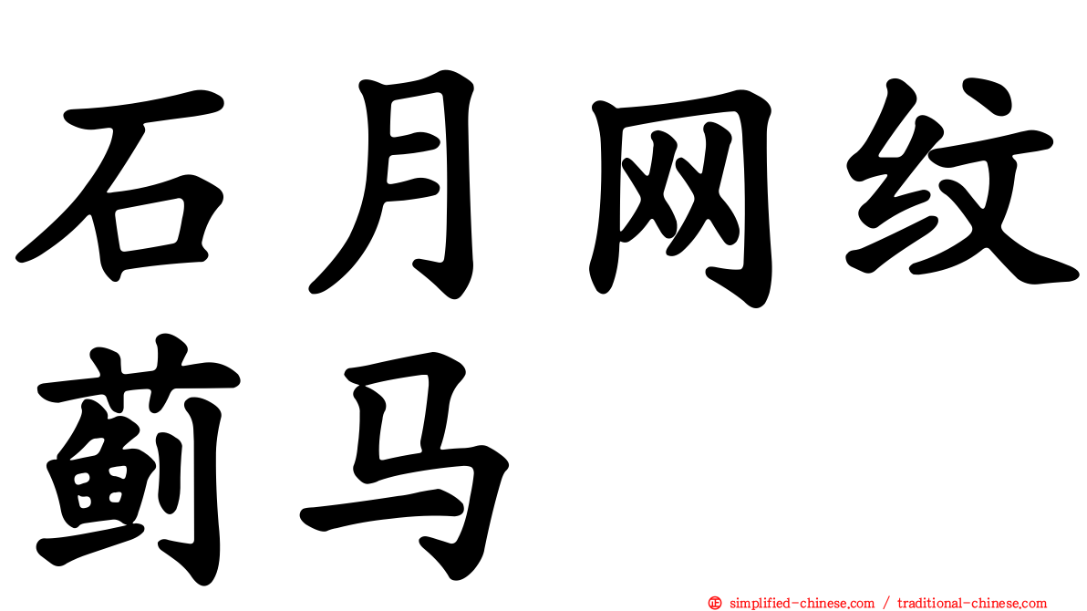 石月网纹蓟马