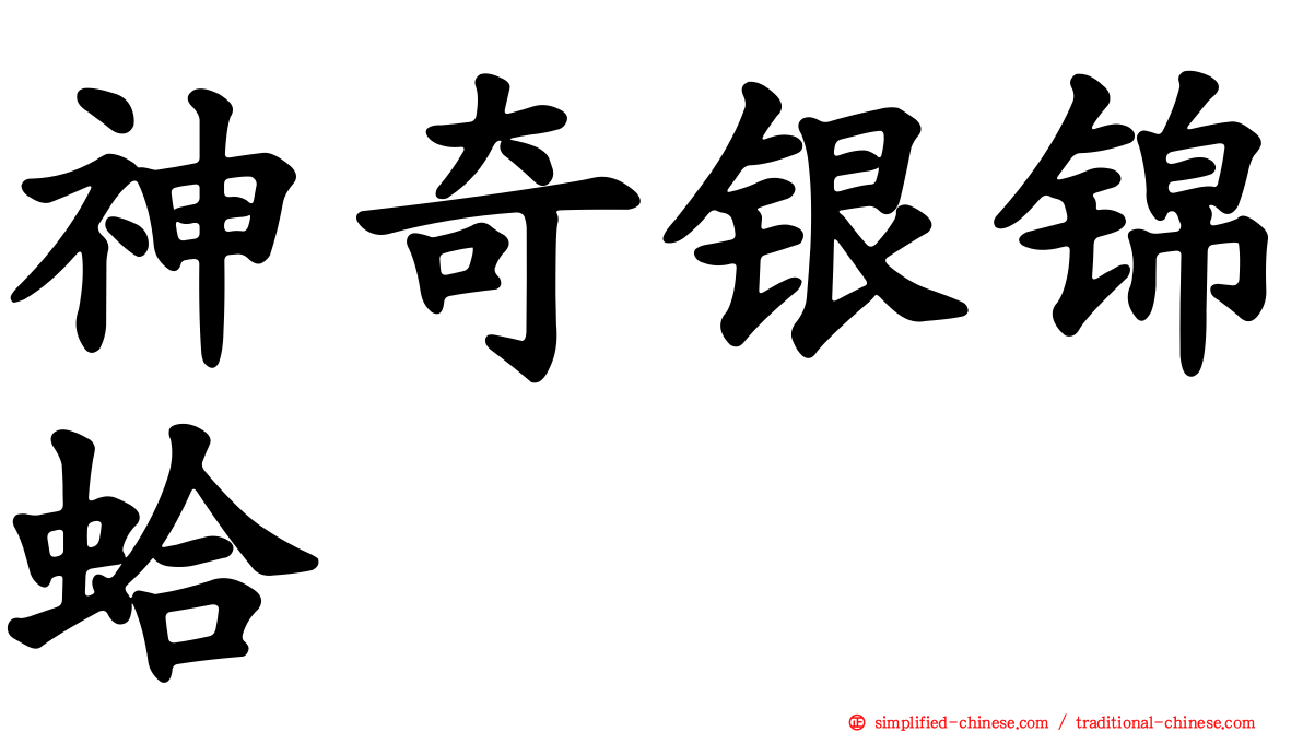 神奇银锦蛤