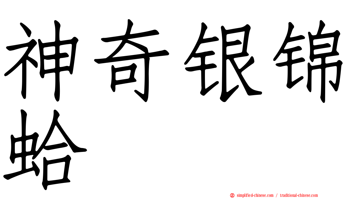 神奇银锦蛤