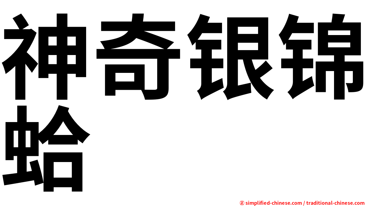 神奇银锦蛤