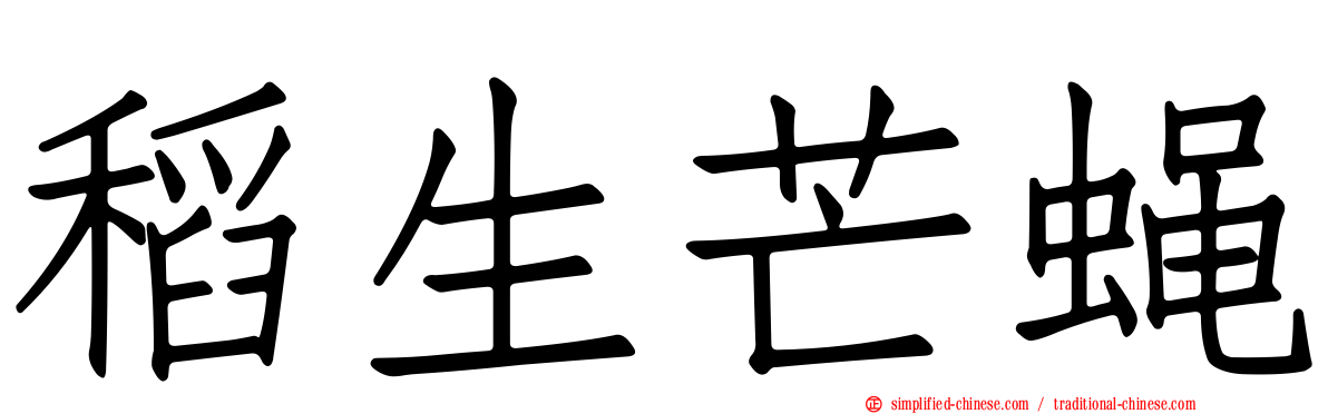 稻生芒蝇