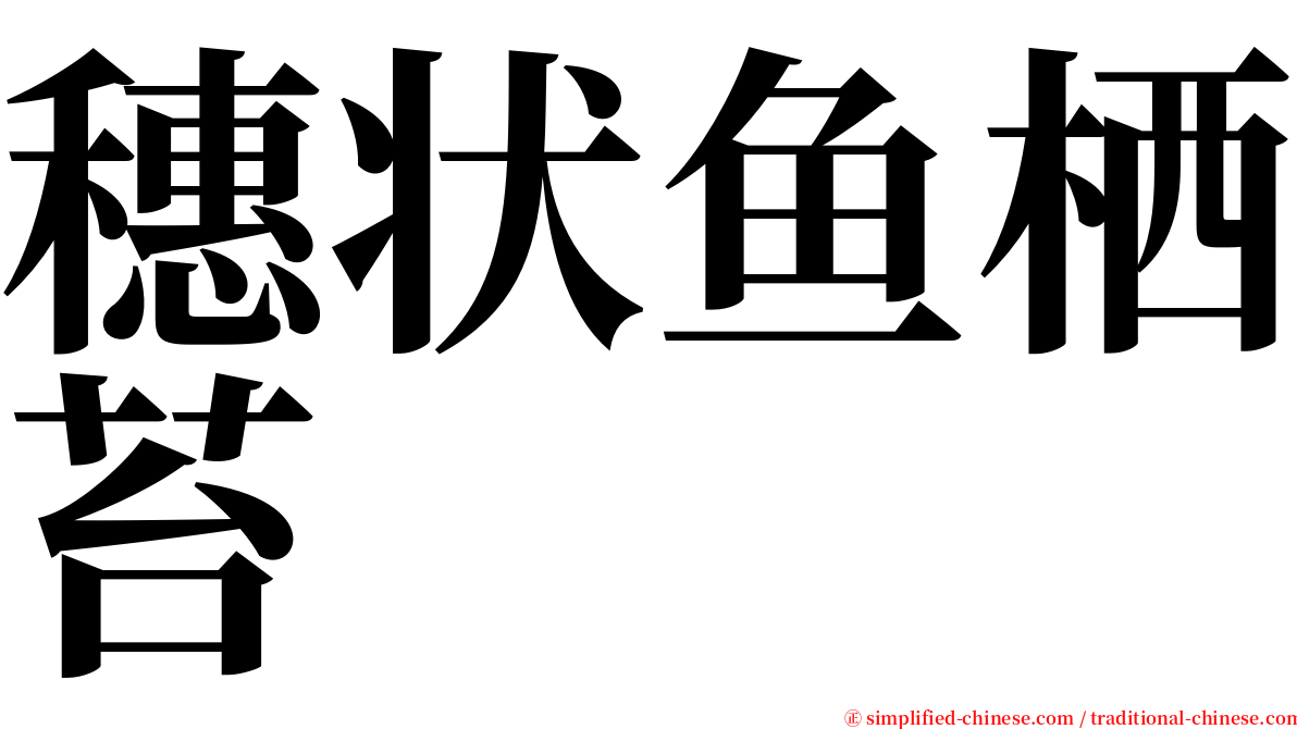 穗状鱼栖苔 serif font