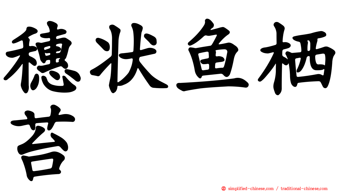 穗状鱼栖苔