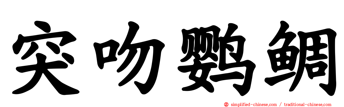 突吻鹦鲷