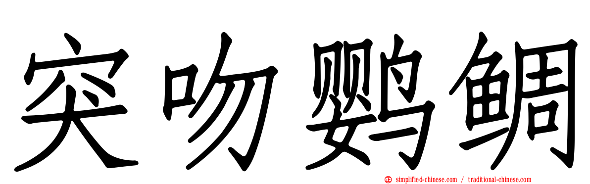 突吻鹦鲷