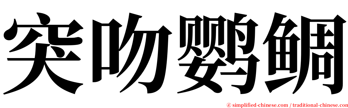 突吻鹦鲷 serif font