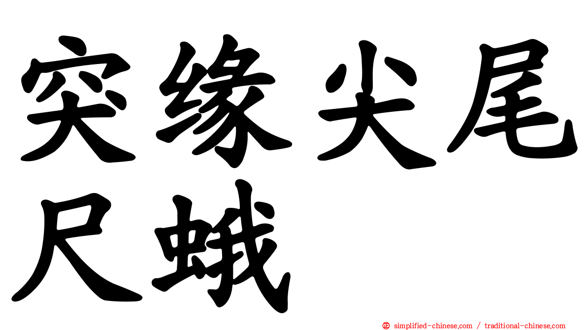 突缘尖尾尺蛾