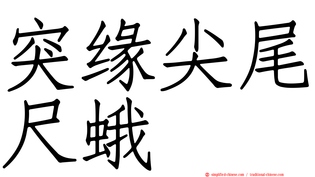 突缘尖尾尺蛾