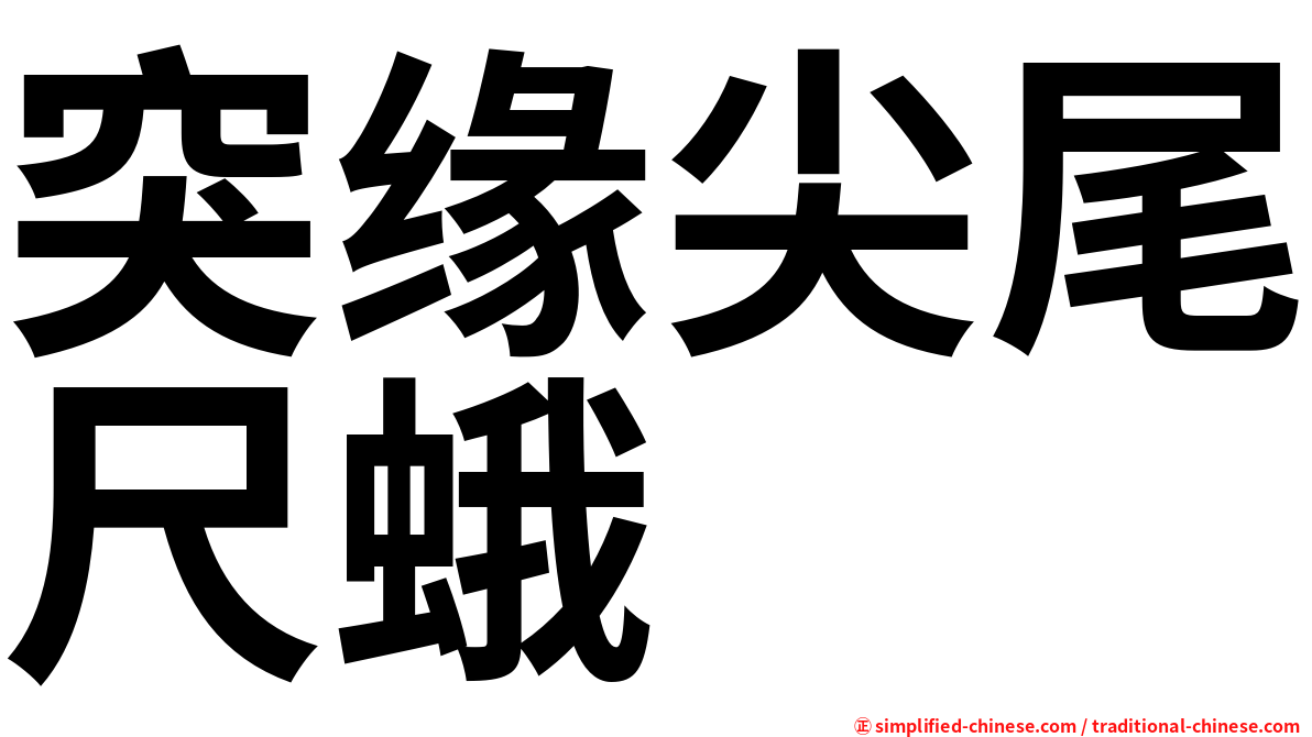 突缘尖尾尺蛾