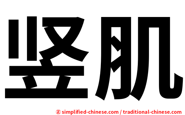 竖肌