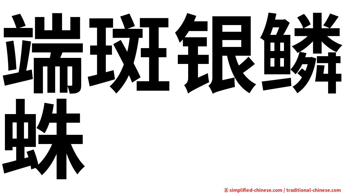 端斑银鳞蛛