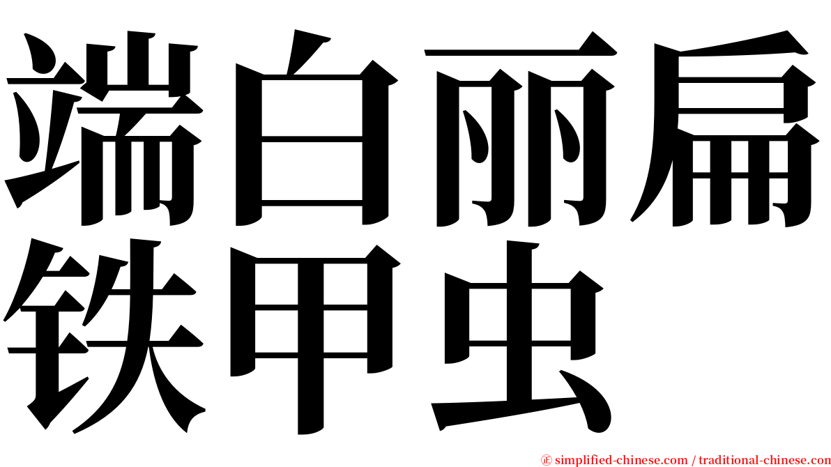 端白丽扁铁甲虫 serif font