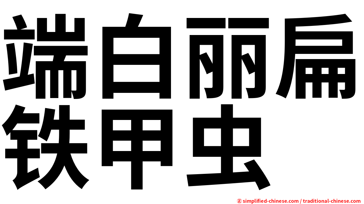 端白丽扁铁甲虫
