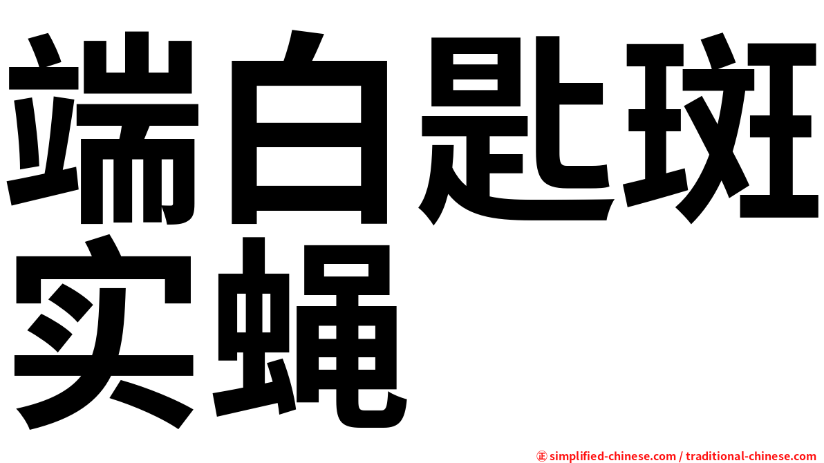 端白匙斑实蝇