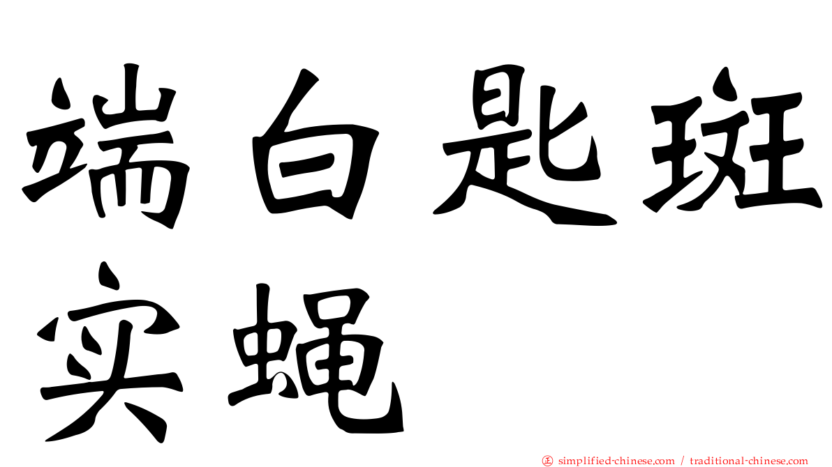 端白匙斑实蝇