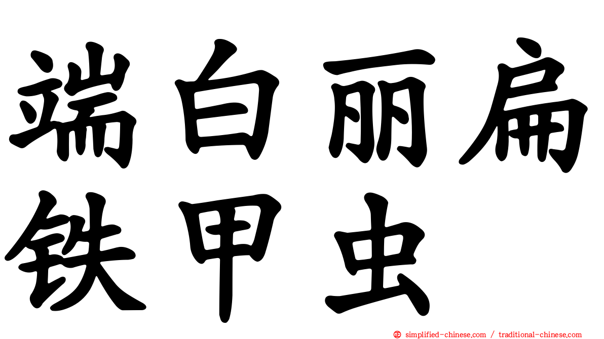 端白丽扁铁甲虫