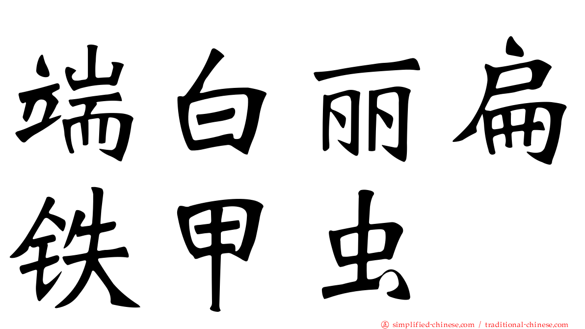 端白丽扁铁甲虫