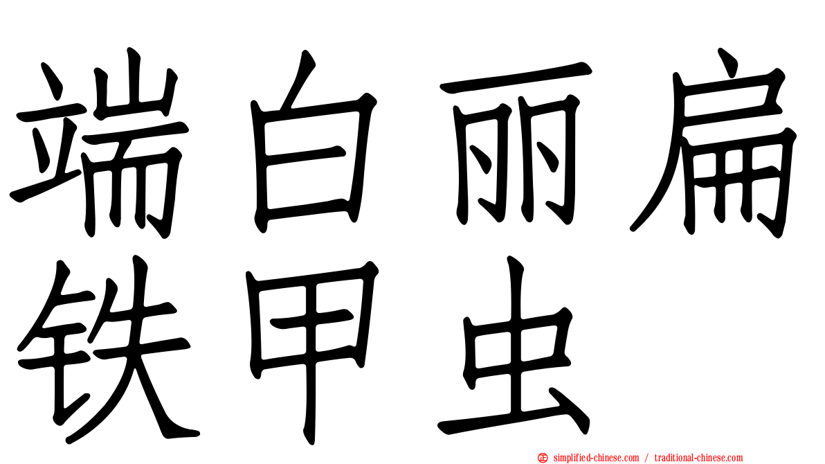 端白丽扁铁甲虫