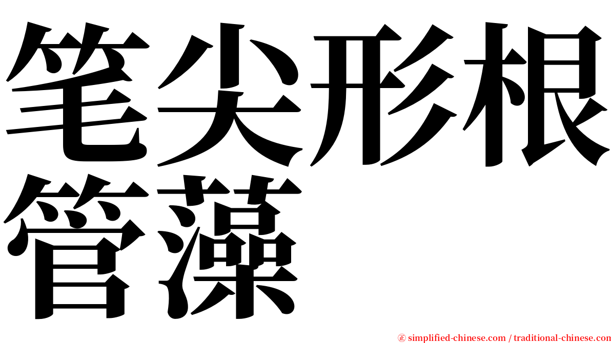 笔尖形根管藻 serif font