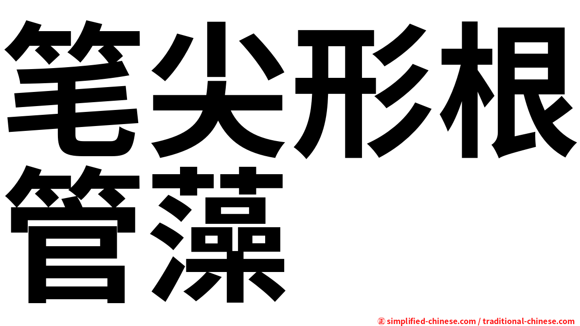笔尖形根管藻