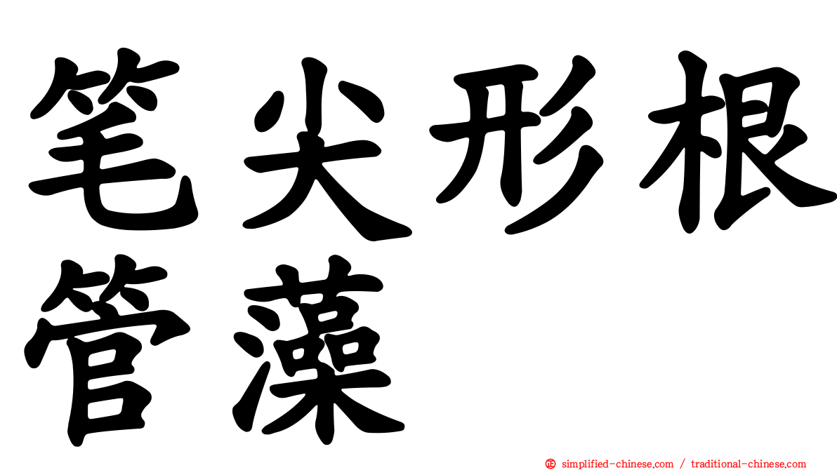 笔尖形根管藻